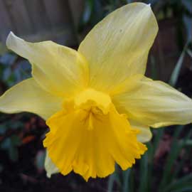 daffs